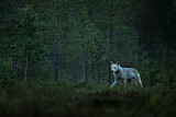 Image. European Wolf