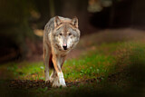 Image. European Wolf