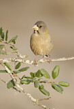 Image. Evening Grosbeak