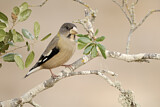 Image. Evening Grosbeak