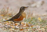 Image. Eyebrowed Thrush