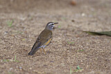 Image. Eyebrowed Thrush