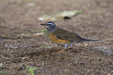 Image. Eyebrowed Thrush