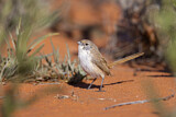 Image. Eyrean Grasswren