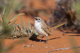 Image. Eyrean Grasswren