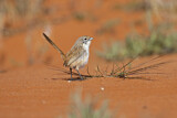 Image. Eyrean Grasswren