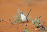 Image. Eyrean Grasswren
