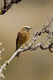 Image. Fahlbrauen-Schmätzertyrann