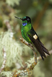 Image. Fahlflügel-Andenkolibri