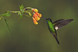 Image. Fahlflügel-Andenkolibri
