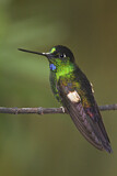 Image. Fahlflügel-Andenkolibri