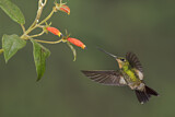 Image. Fahlflügel-Andenkolibri