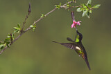 Image. Fahlflügel-Andenkolibri