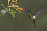 Image. Fahlflügel-Andenkolibri