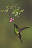 Image. Fahlflügel-Andenkolibri