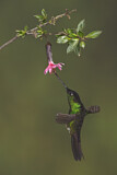 Image. Fahlflügel-Andenkolibri