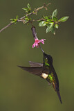 Image. Fahlflügel-Andenkolibri