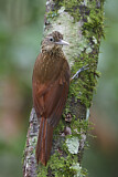 Image. Fahlkehl-Baumsteiger