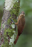 Image. Fahlkehl-Baumsteiger