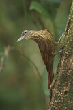 Image. Fahlkehl-Baumsteiger