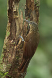 Image. Fahlkehl-Baumsteiger
