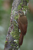Image. Fahlkehl-Baumsteiger