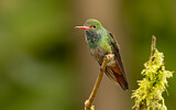Image. Fahlschwanzkolibri