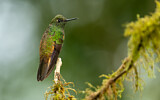 Image. Fahlschwanzkolibri