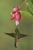 Image. Fahlschwanzkolibri