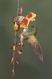 Image. Fahlschwanzkolibri