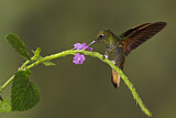 Image. Fahlschwanzkolibri