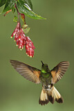 Image. Fahlschwanzkolibri