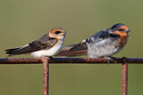 Image. Fairy Martin & Welcome Swallow 