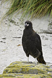 Image. Falklandkarakara