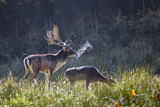 Image. Fallow Deer