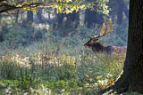 Image. Fallow Deer