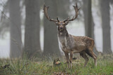 Image. Fallow Deer