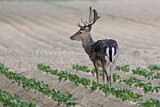 Image. Fallow Deer
