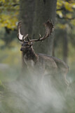 Image. Fallow Deer