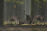Image. Fallow Deer