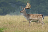 Image. Fallow Deer