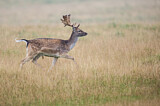 Image. Fallow Deer