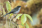 Image. Fan-tailed Berrypecker