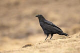 Image. Fan-tailed Raven