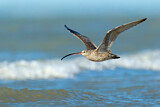 Image. Far Eastern Curlew