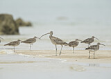 Image. Far Eastern Curlew