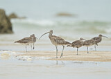 Image. Far Eastern Curlew