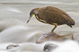 Image. Fasciated Tiger Heron