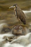 Image. Fasciated Tiger Heron