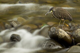 Image. Fasciated Tiger Heron